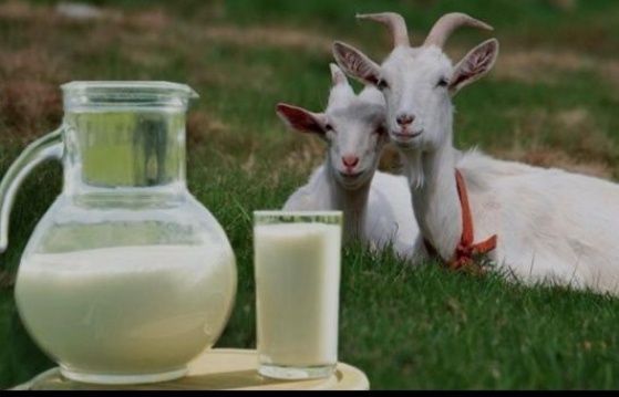 Продам козье молоко!