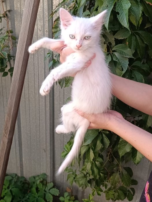 Отдается белый голубоглазый котенок