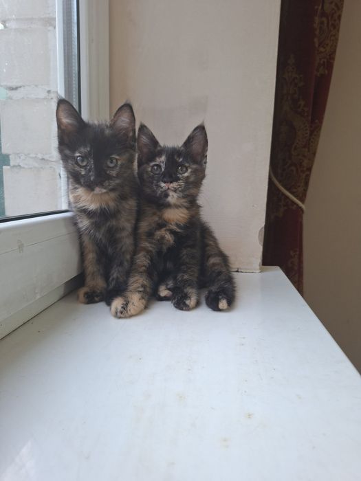 Mushuk hadyaga beriladi