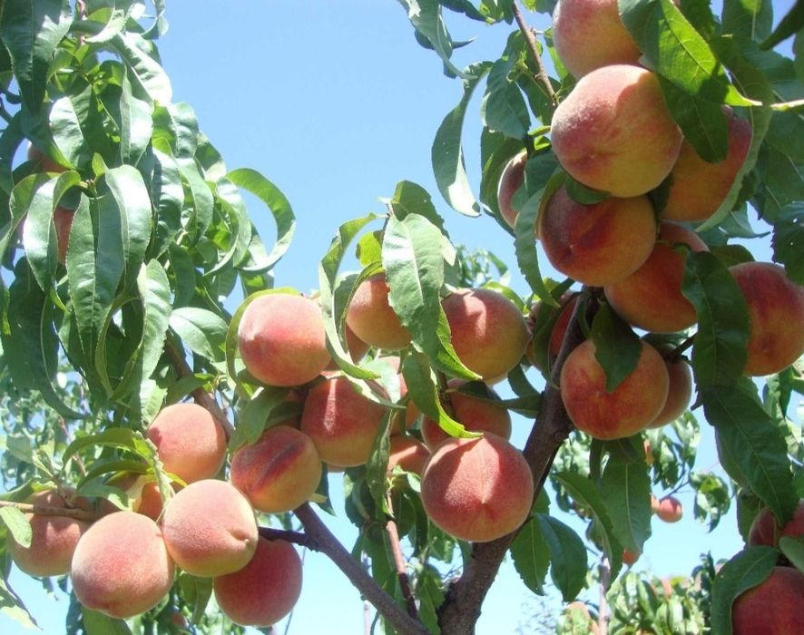 Цветы, Тошкент, Самарканд.