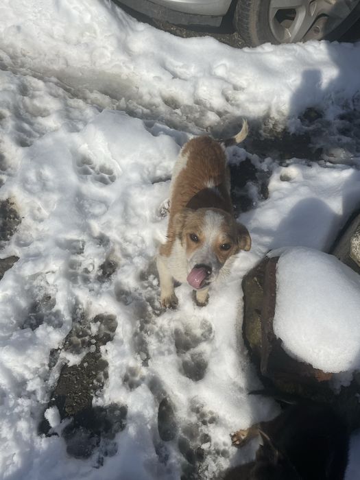 Donez cateluşi (4 luni)