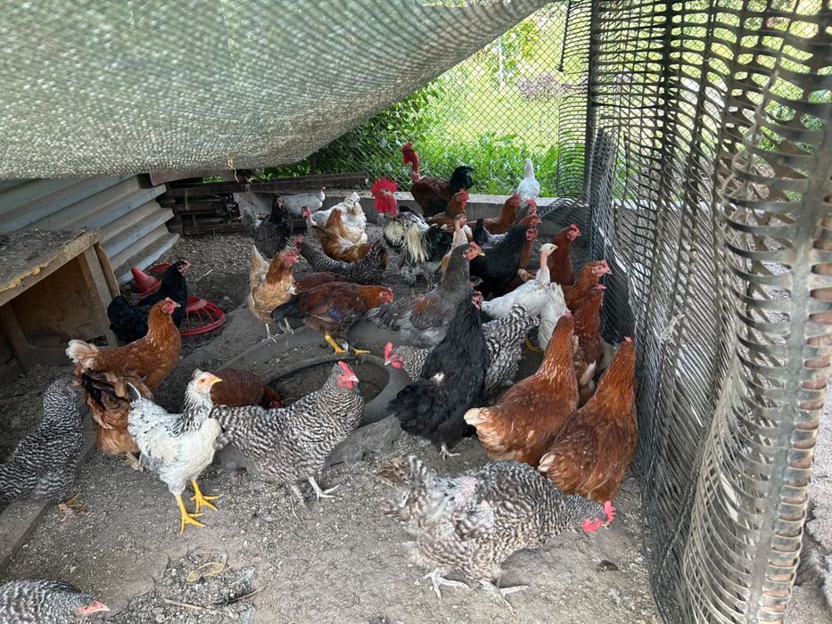 Продам домашних курей несушек