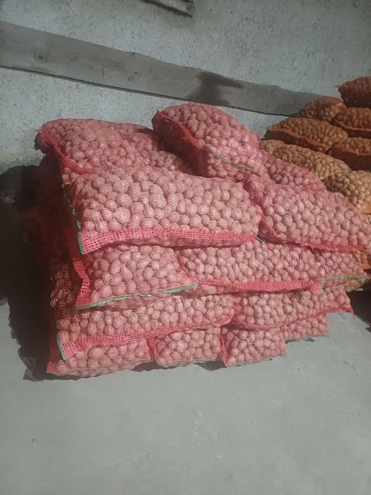 Cartofi sământa Alb si Rosu