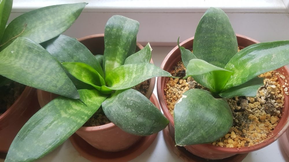 Цветы для офиса, кабинета