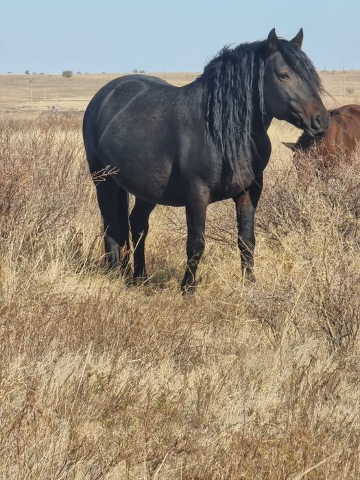 Мугалжар айгыр 24