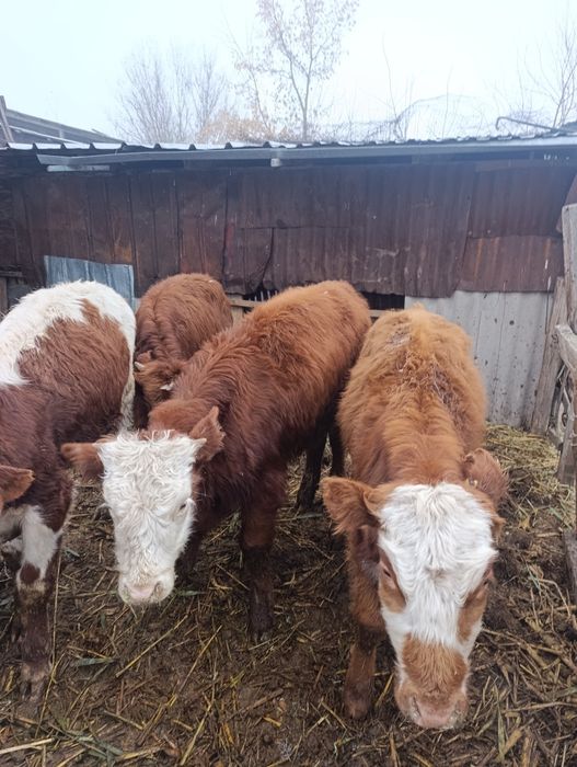 Продам бычки по 8.9 мес