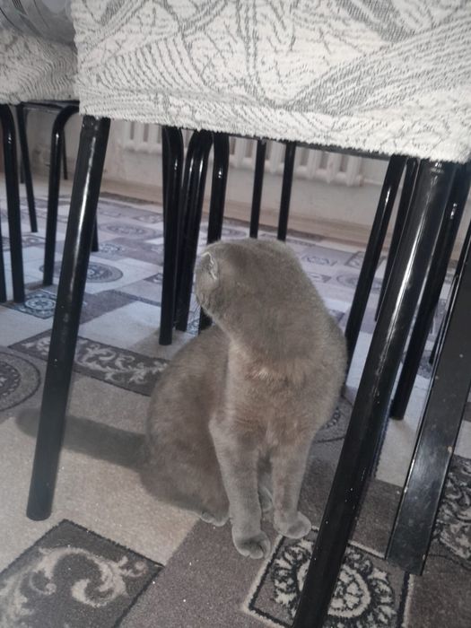 Апапролллддддддддддлл