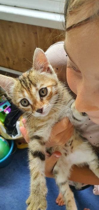 Красивый котёнок