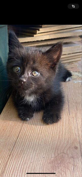 Отдам котенка 1,5 месяца