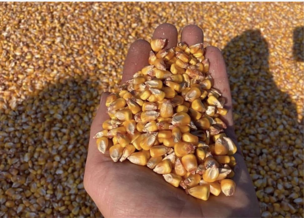 porumb uscat productie noua cu transport la domiciliu in toata țara