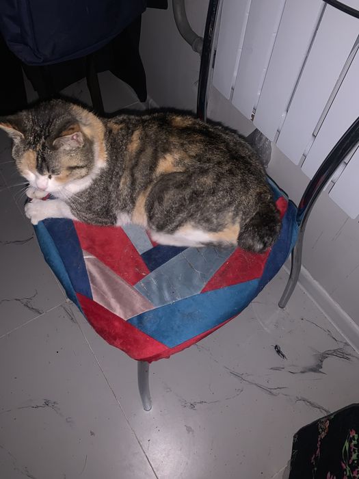 Пристрамваетя кошка