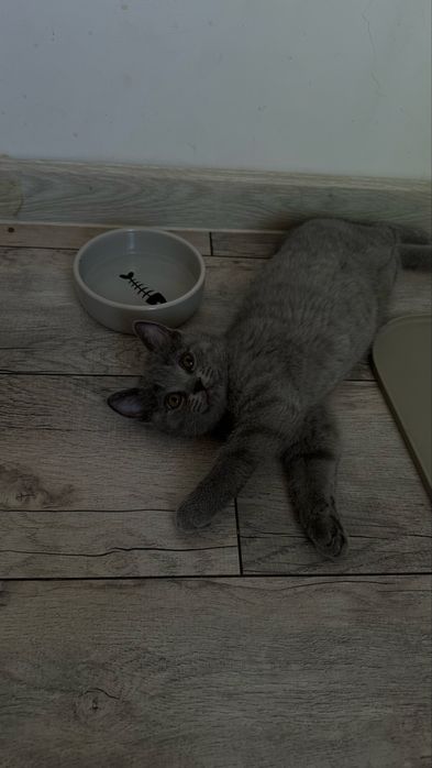 Котенок британец