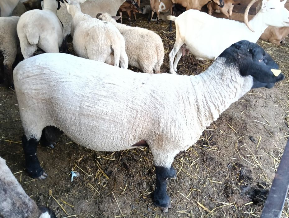 Vand berbec rasa Suffolk  in varsta de 2 ani