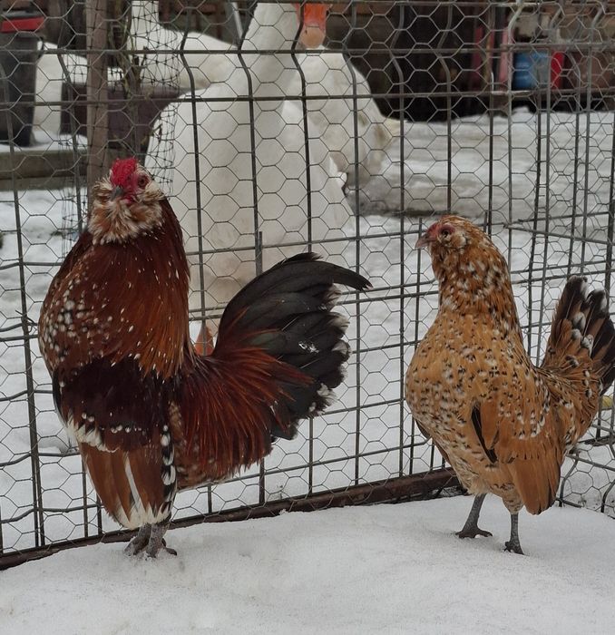 Barboasa de anvers pereche