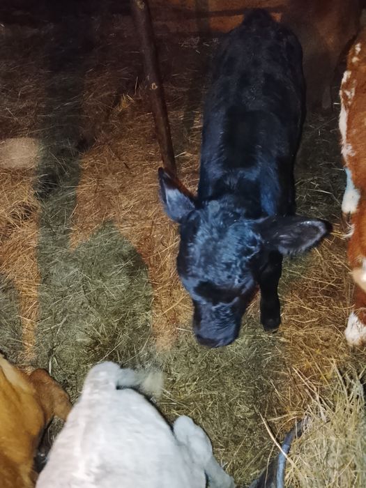 Продам телят бычки тёлочки