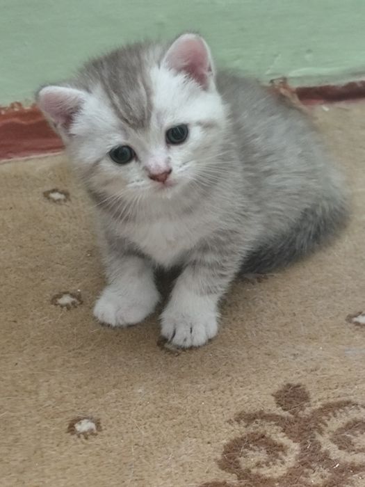 Котик породы Скоттиш фолд