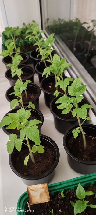 Томаты горшочные