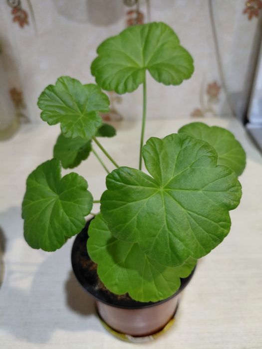 Продам  Комнатные цветы