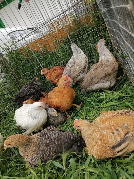 Puii rasa mixta kabir si porumbaci si albi de carne