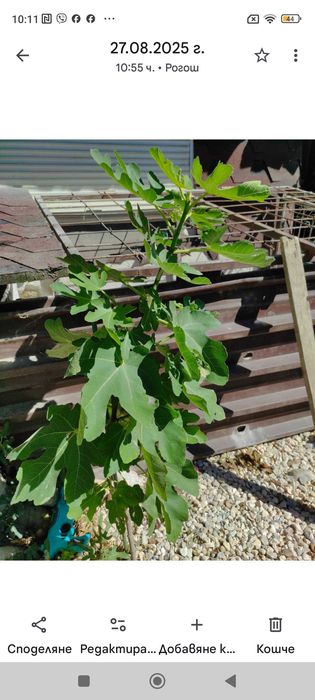 Разсад смокини-фиданки, авокадо, фурми