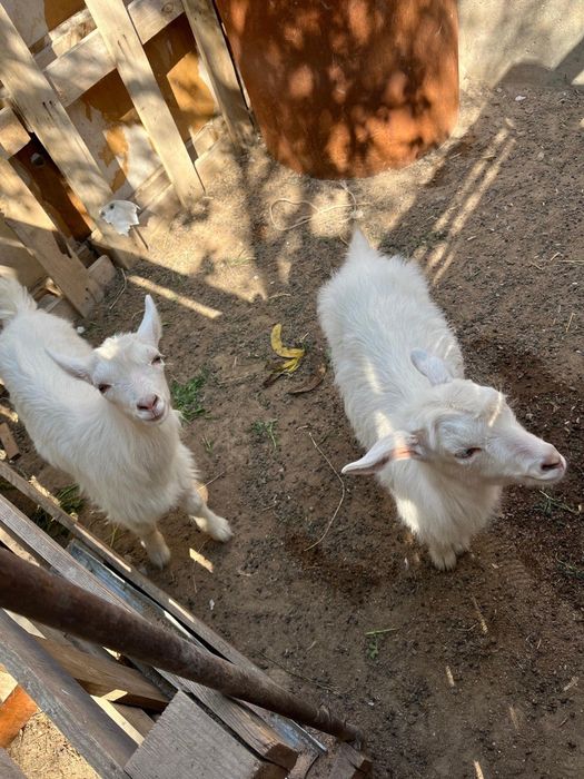 Орыс ешкі сатылады