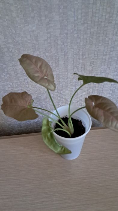 Продам эпипремнум,  сингониумы