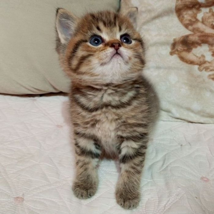 Продаётся чудный мальчик скотишстрайт, шиншилла золотой табби.