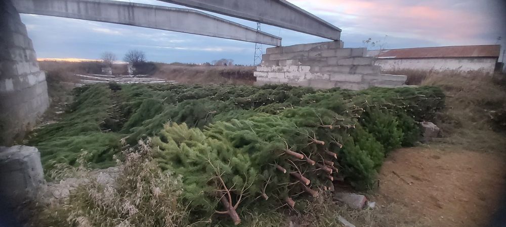 Новогодние Ёлочки (Сосны)