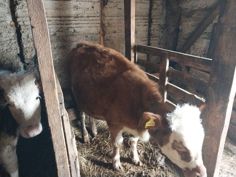 Продам тёлочек..