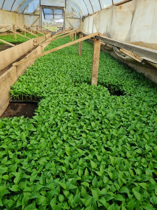 Rasaduri de Rosii de vanzare