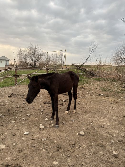3 тай сатылады 1 жаста срочна