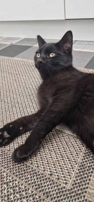 Отдаём домашнего кота 4-5 месяцев