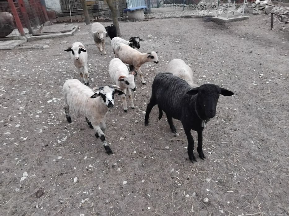 Mieluțe de vânzare.