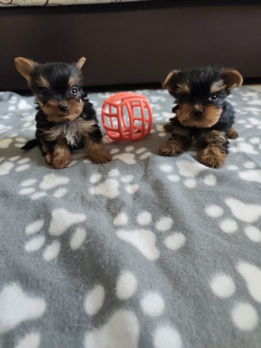 Йоркширски териер