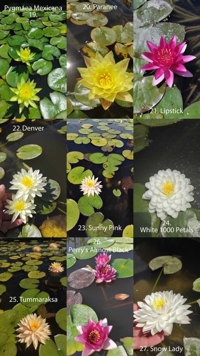 Продавам водни лилии, водни ириси и тор Osmocote за тях.