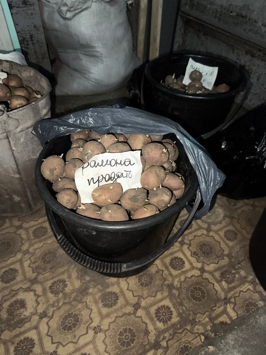 Продам картофель семяной