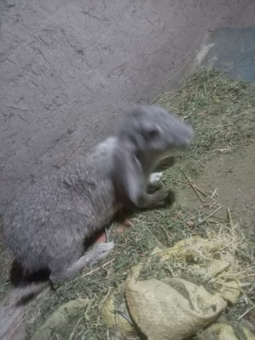 Кроликики прадается