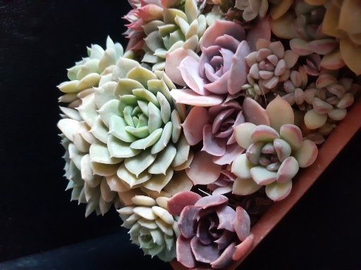 Суккуленты из частной коллекции