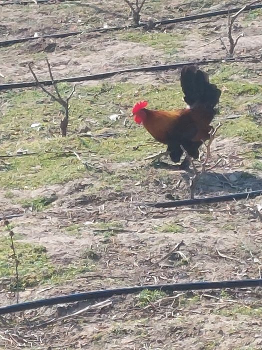 Cocosi Americani (pitici)50 lei bucata