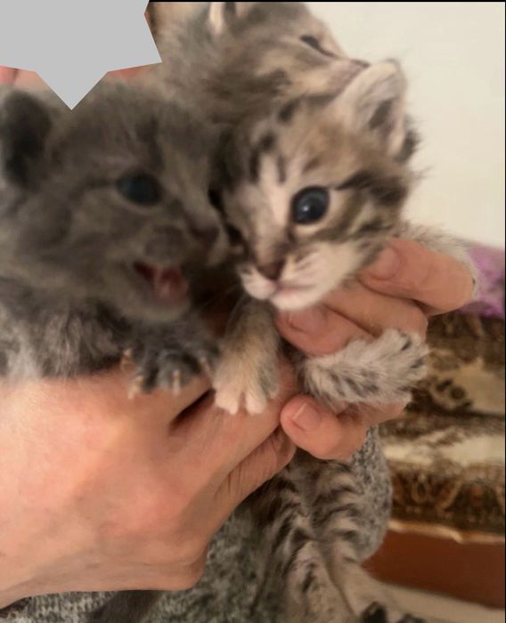 Котята маленькие