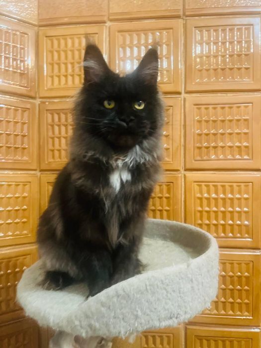 Maine Coon cu părinții campion.