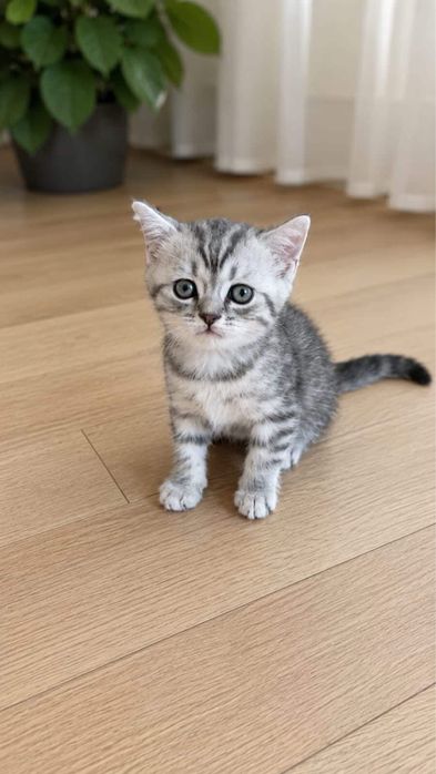 Красивый котёнок в добрые руки