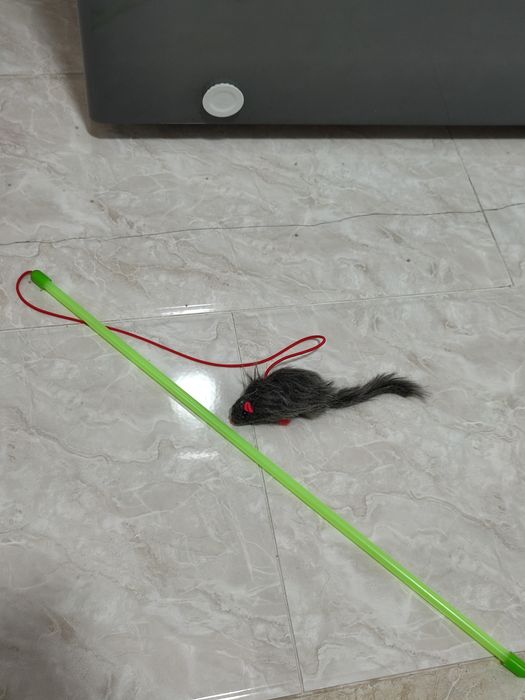 Котенок Кошка Кот