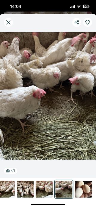 Продам курей белых