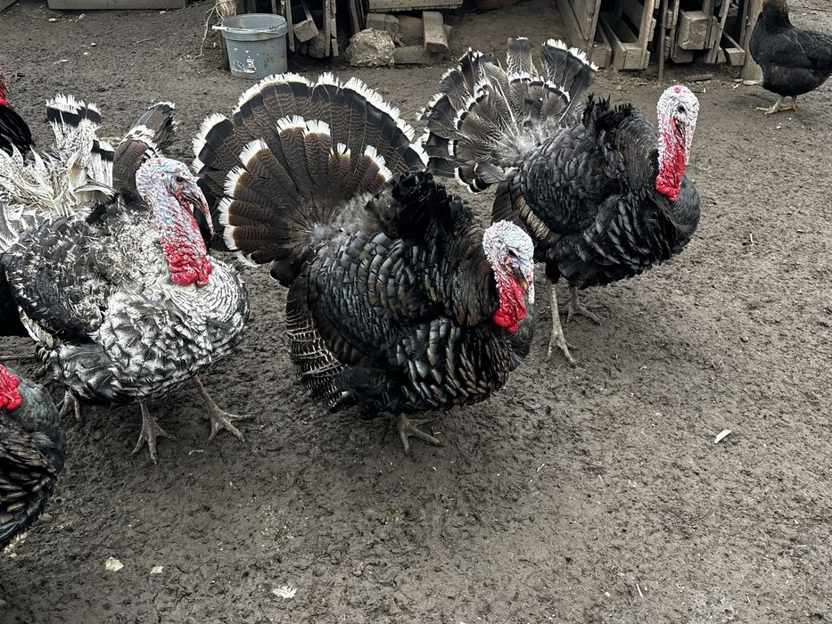 Curcani si curci de vanzare