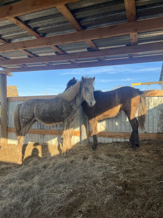 Тай сатылады еркек