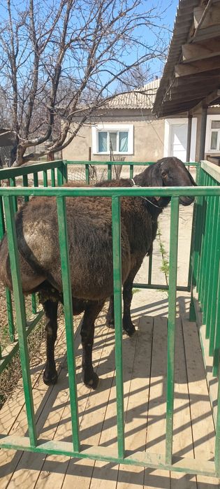 Урыктыкка кошкар сатылады.