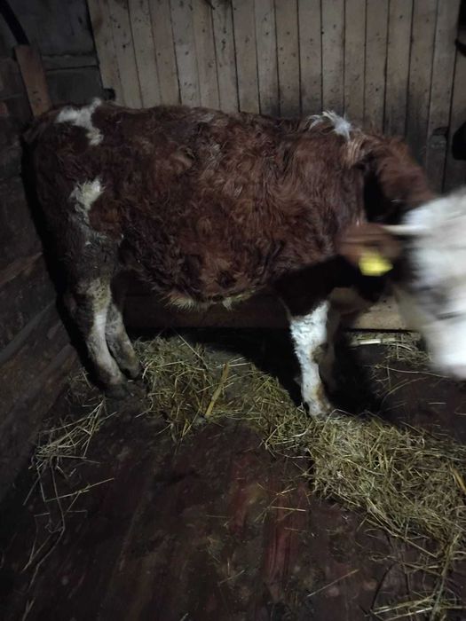 De vanzare 2 taurasi