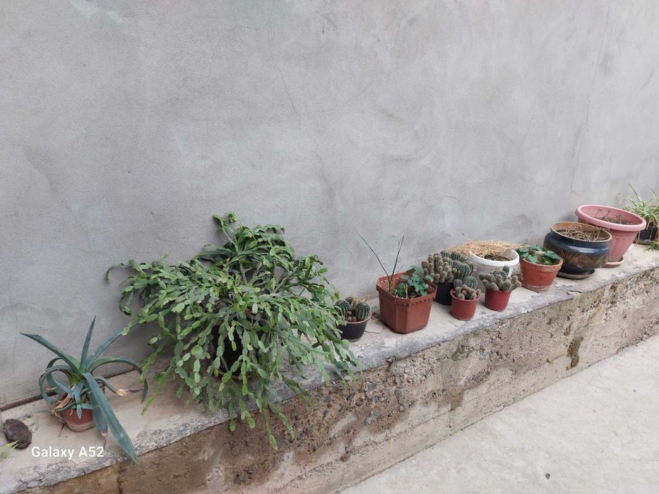 Продается комнатные цветы