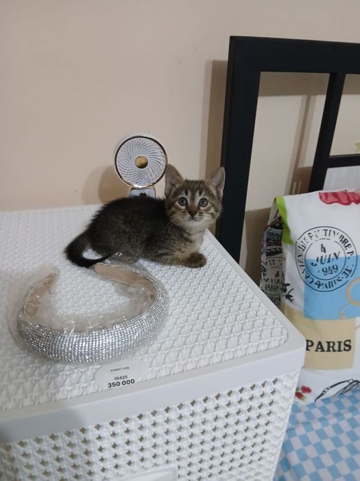 Котята ищут мам и пап!